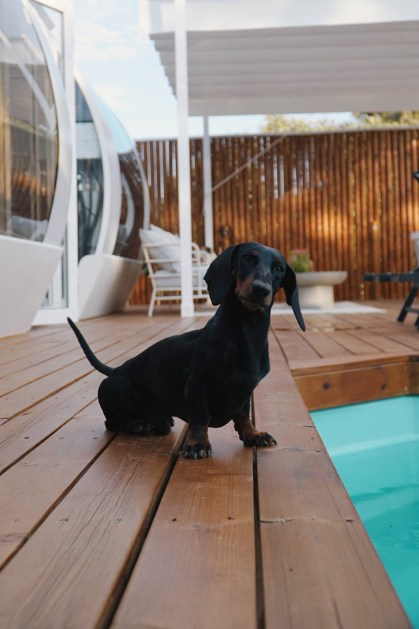 ABC article glamping Dehesa Experience doggy